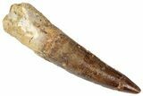 Fossil Spinosaurus Tooth - Real Dinosaur Tooth #346305-1